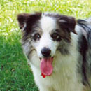 Bard was adopted in March, 2004